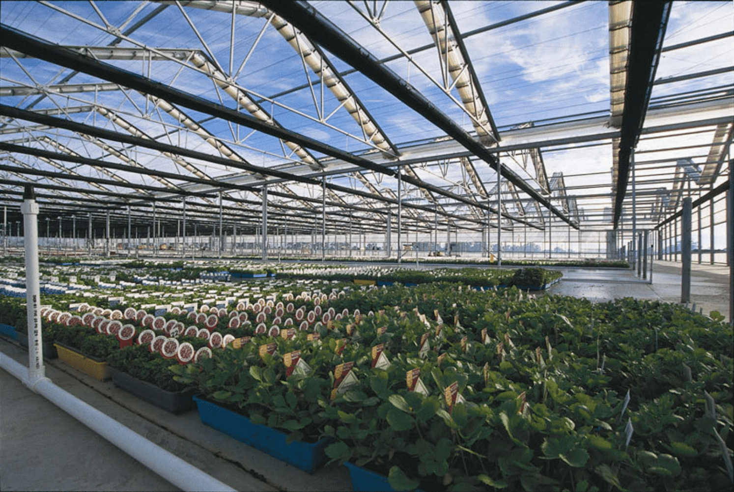 Why You Should Use Kunyan Polycarbonate Sheets for Your Greenhouse (1)