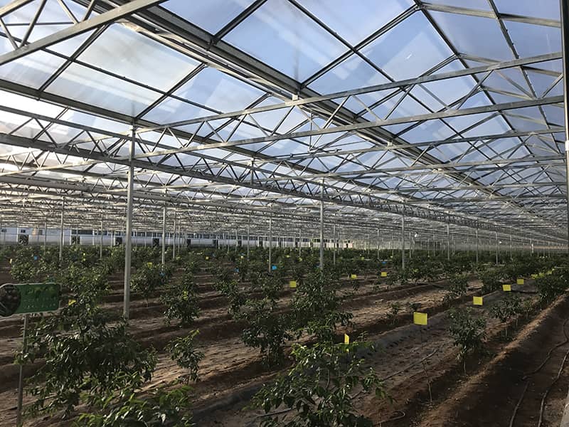 AGRICULTURE GREENHOUSE